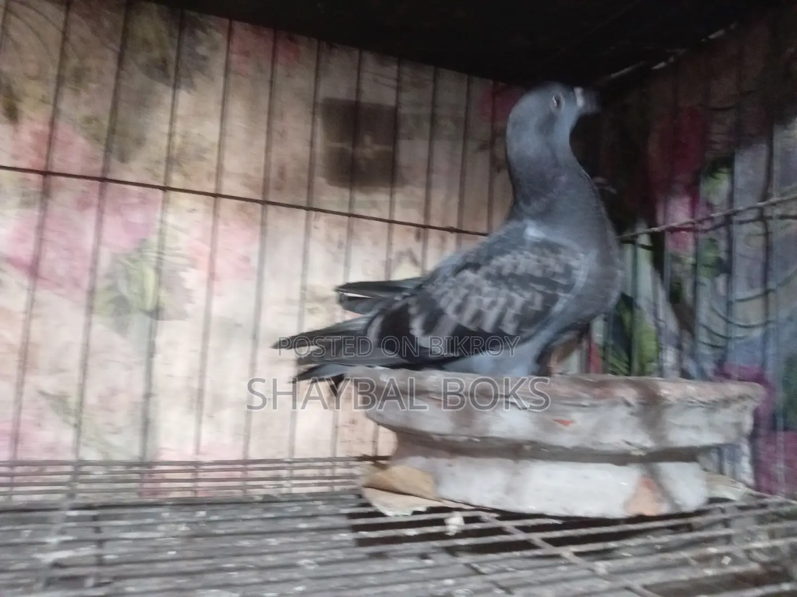 Racer Pigeon Pair