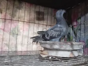 Racer Pigeon Pair