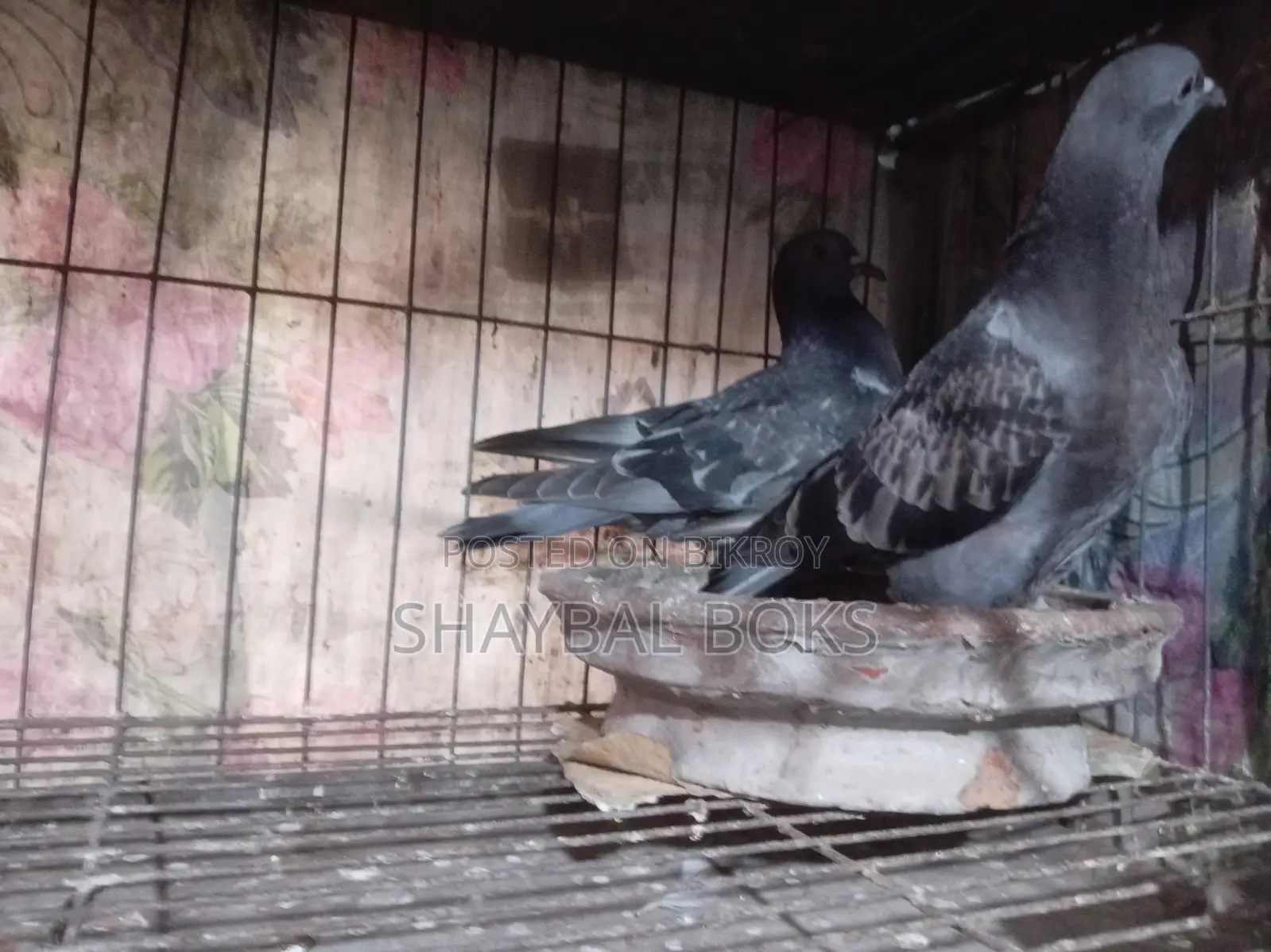Racer Pigeon Pair