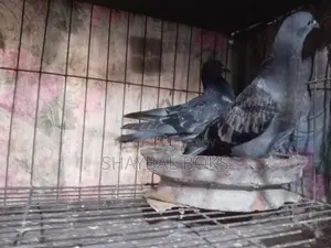 Racer Pigeon Pair