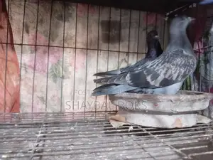 Racer Pigeon Pair
