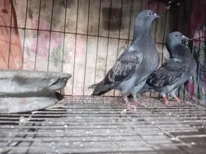 Racer Pigeon Pair