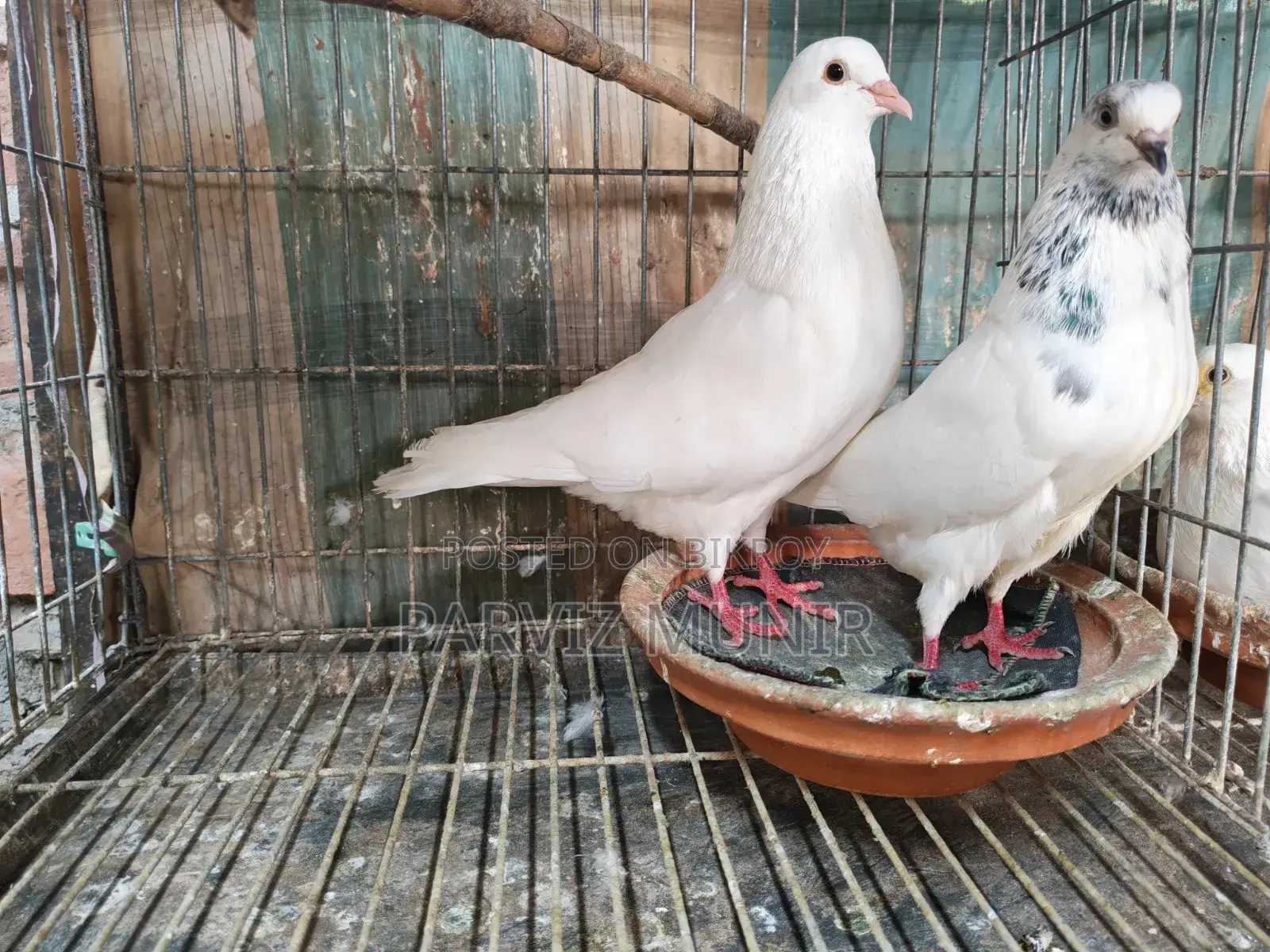 Pair of Pigeons