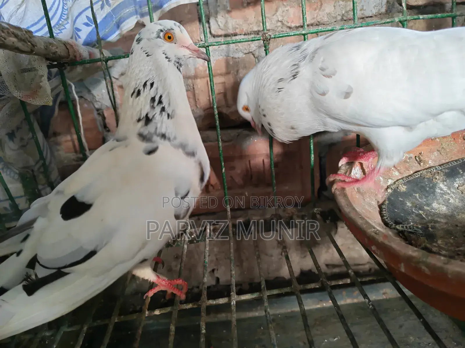 Pair of Pigeons