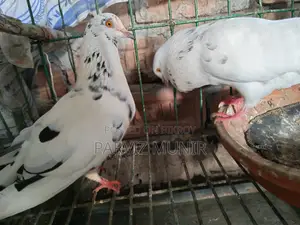 Pair of Pigeons