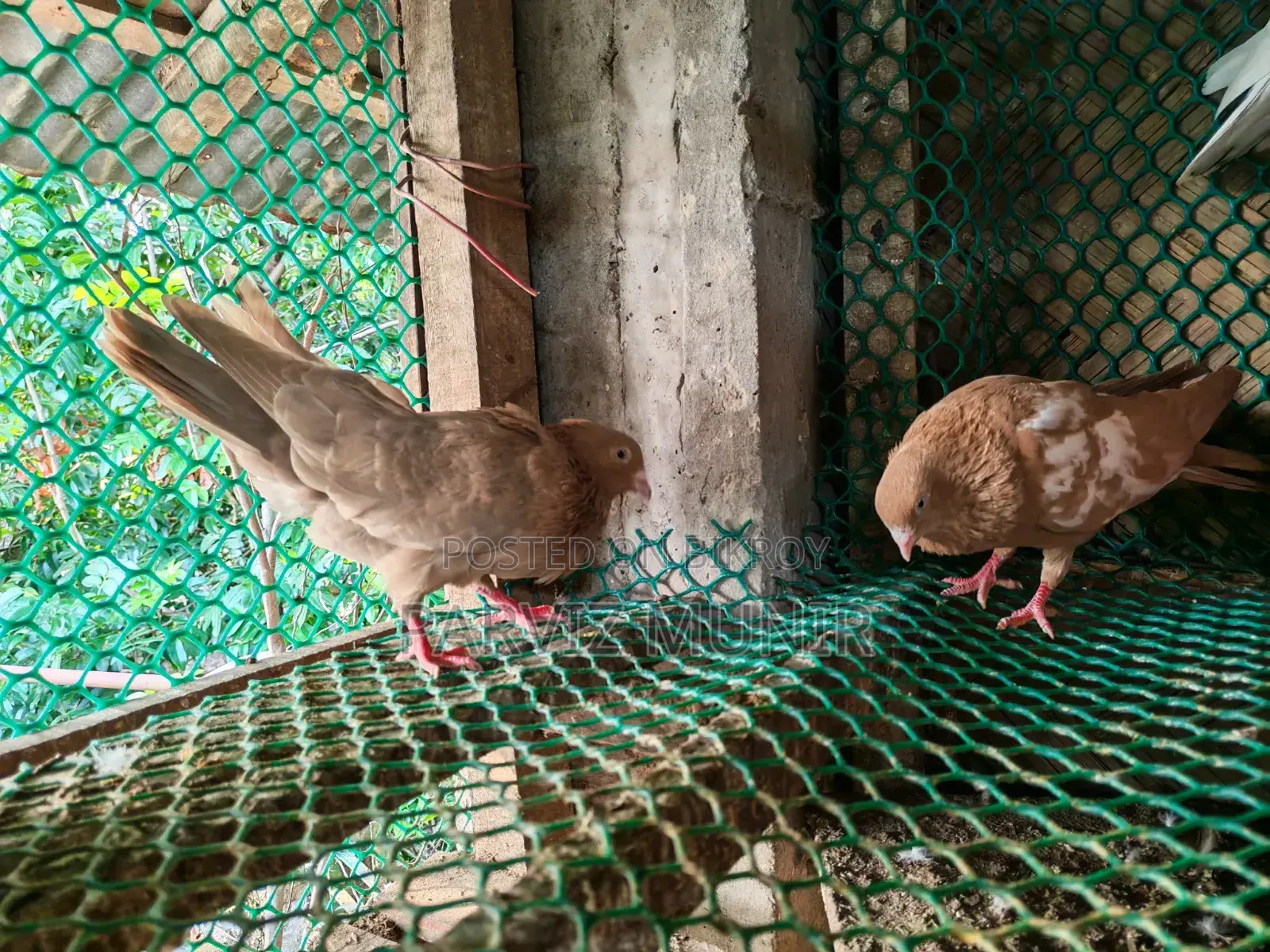 Pair of Pigeons
