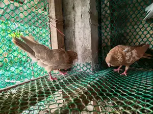 Pair of Pigeons