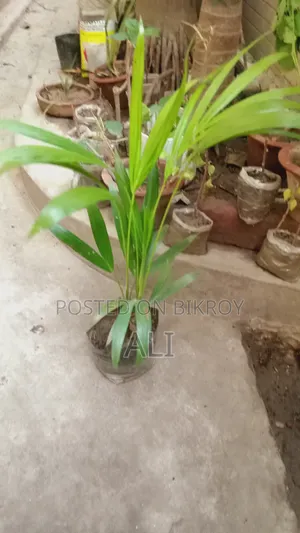 এরিকা পাম গাছ