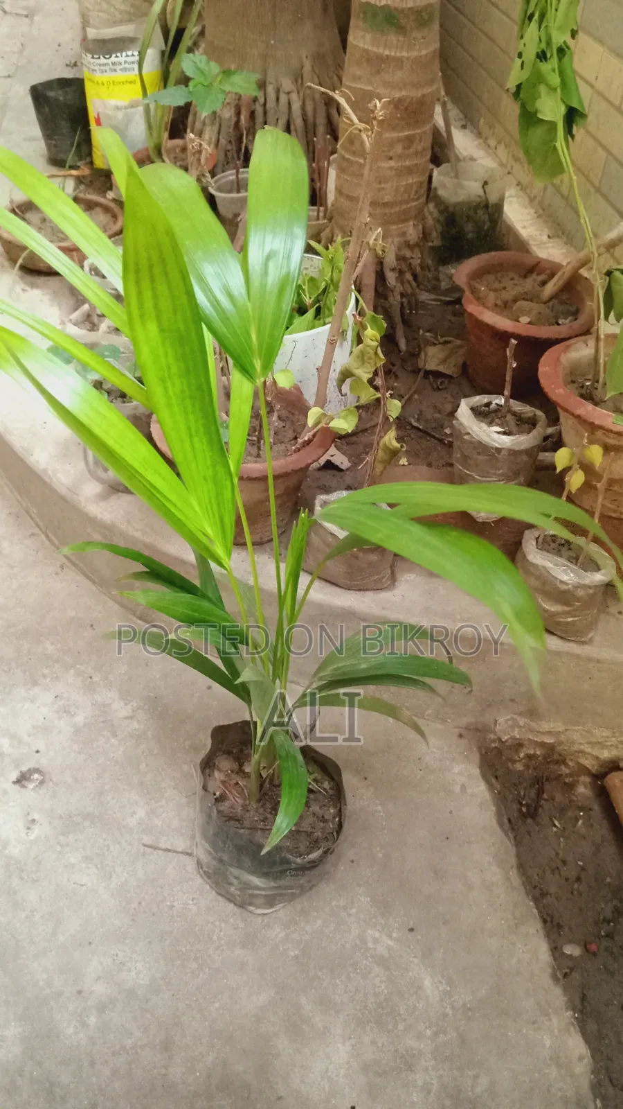 এরিকা পাম গাছ