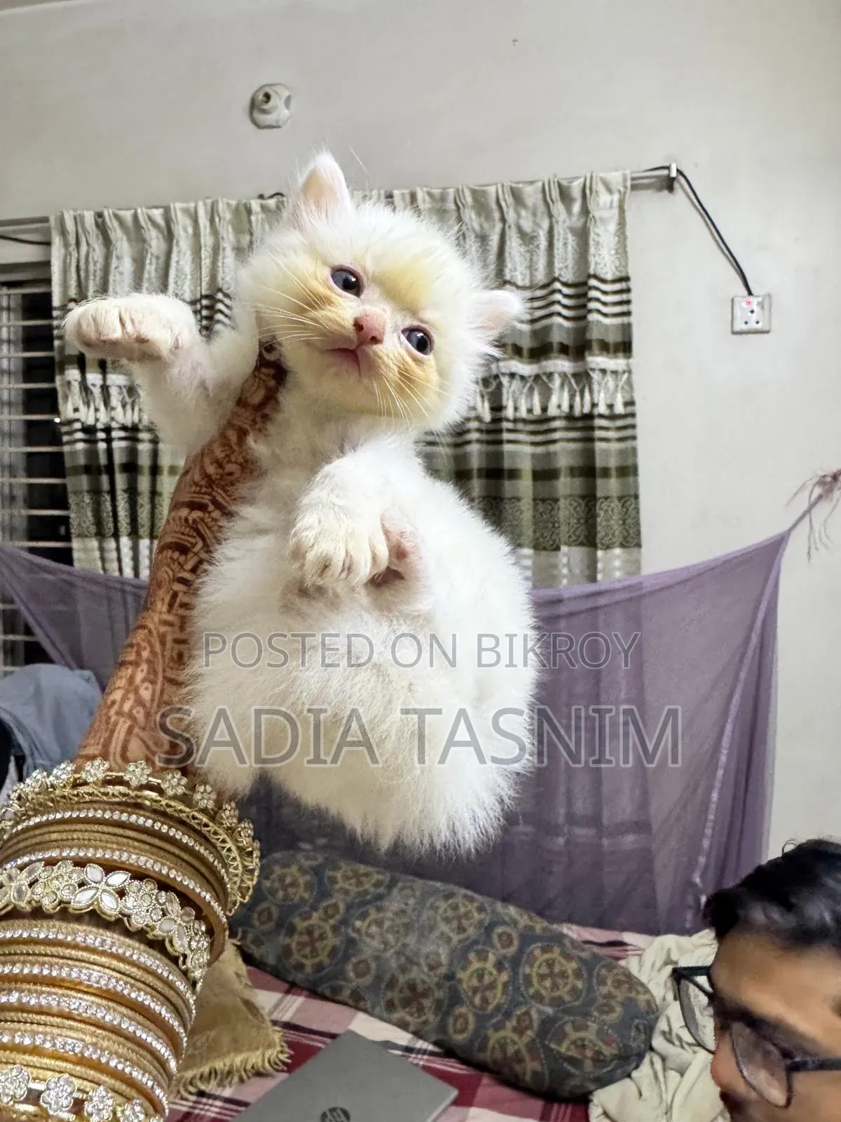 1-3 Months Male Purebred Persian
