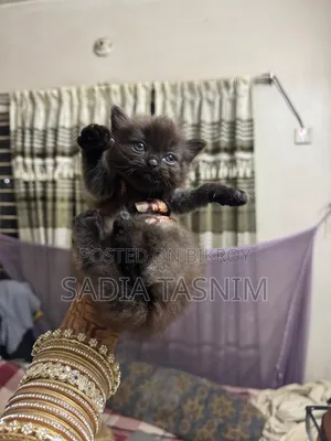 1-3 Months Male Purebred Persian