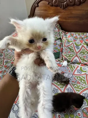 1-3 Months Male Purebred Persian