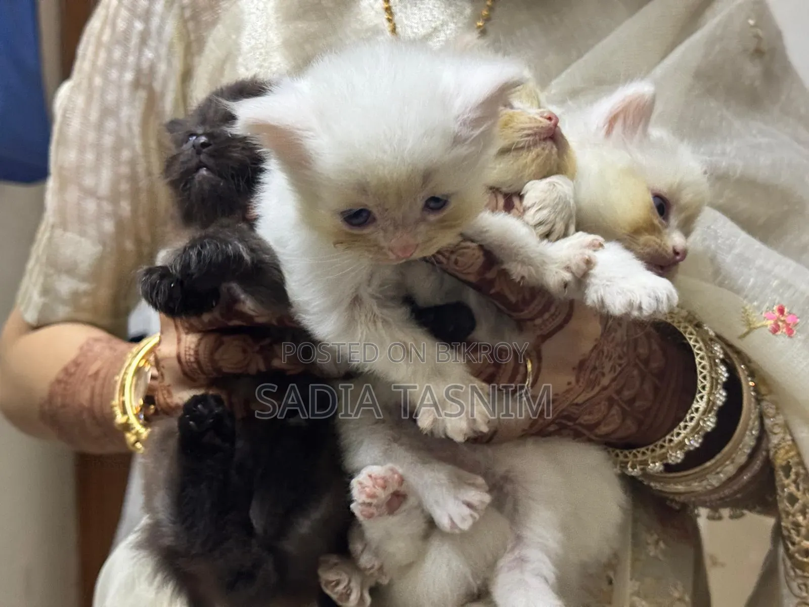 1-3 Months Male Purebred Persian