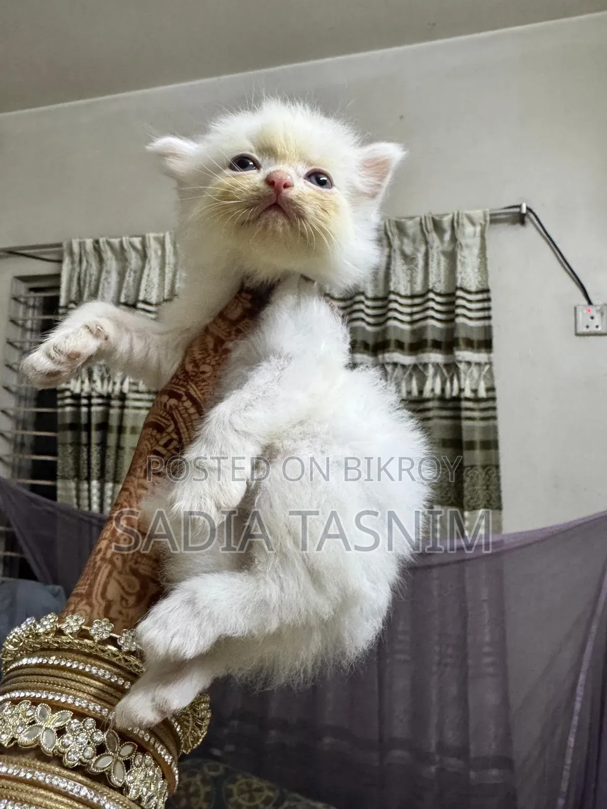 1-3 Months Male Purebred Persian