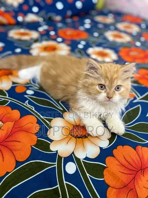 1-3 Months Male Purebred Persian
