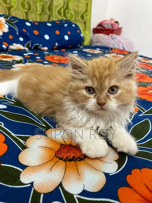1-3 Months Male Purebred Persian
