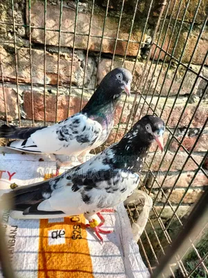 Pakistani Taddy Running Pair