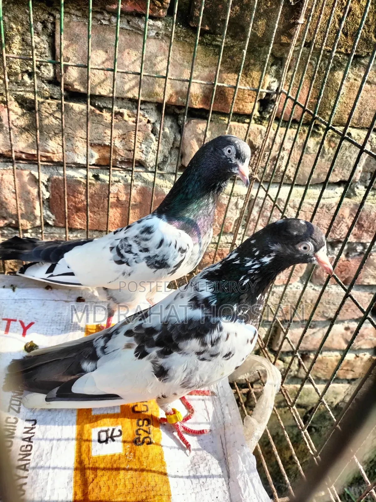 Pakistani Taddy Running Pair