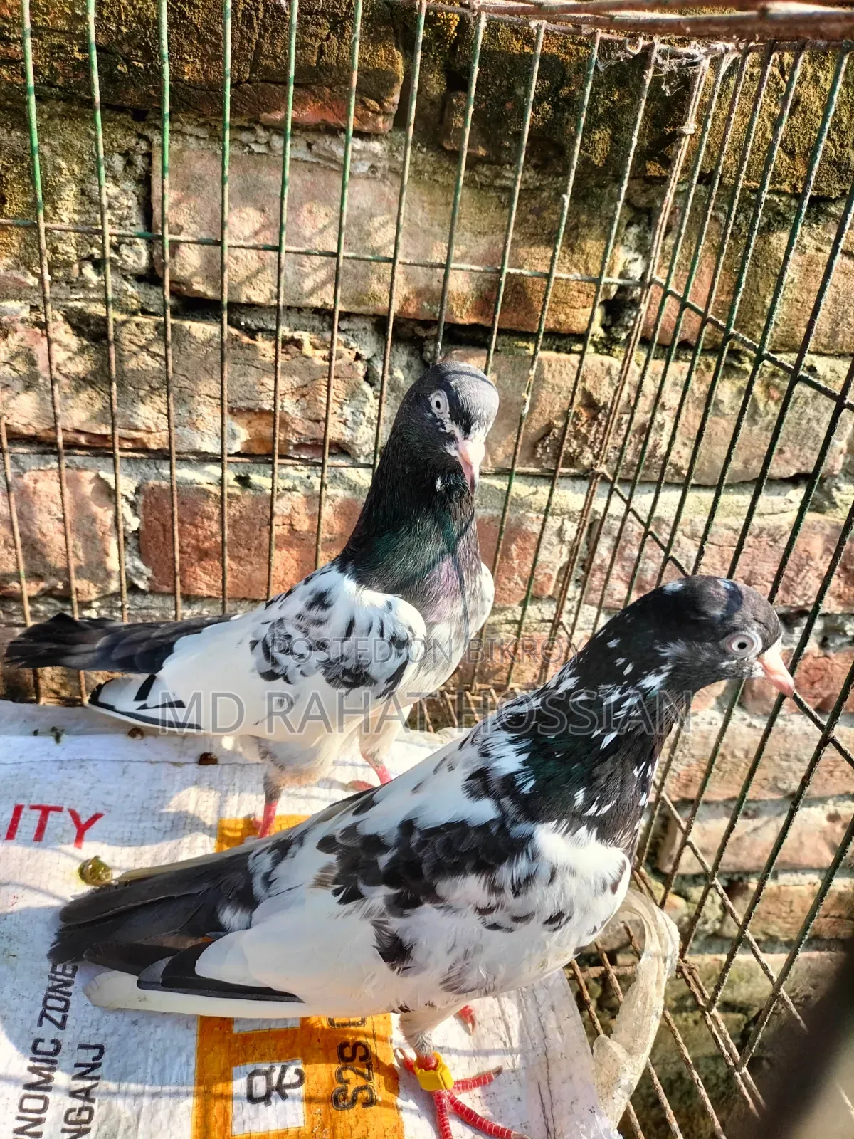 Pakistani Taddy Running Pair