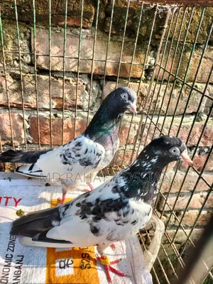 Pakistani Taddy Running Pair