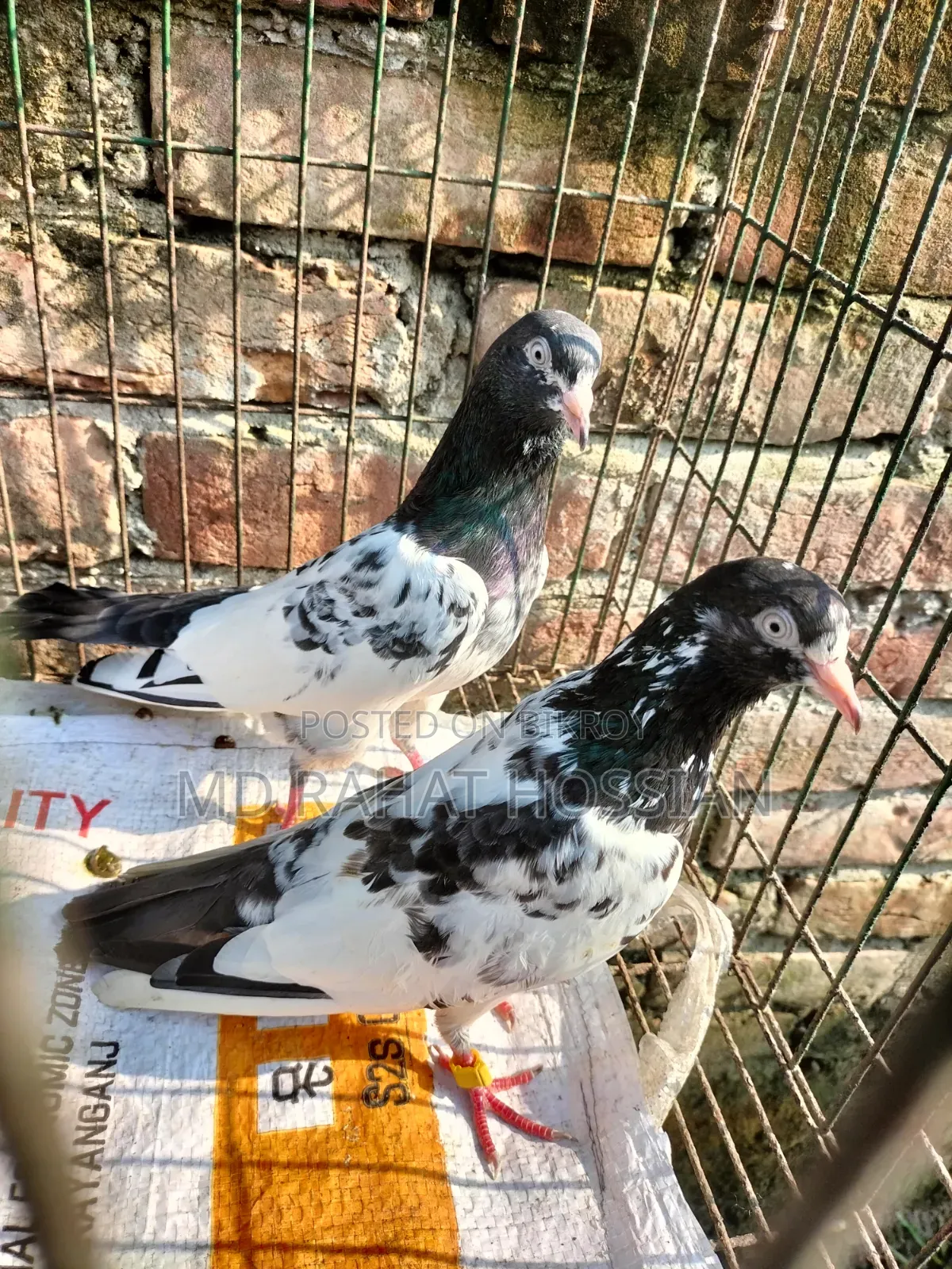 Pakistani Taddy Running Pair