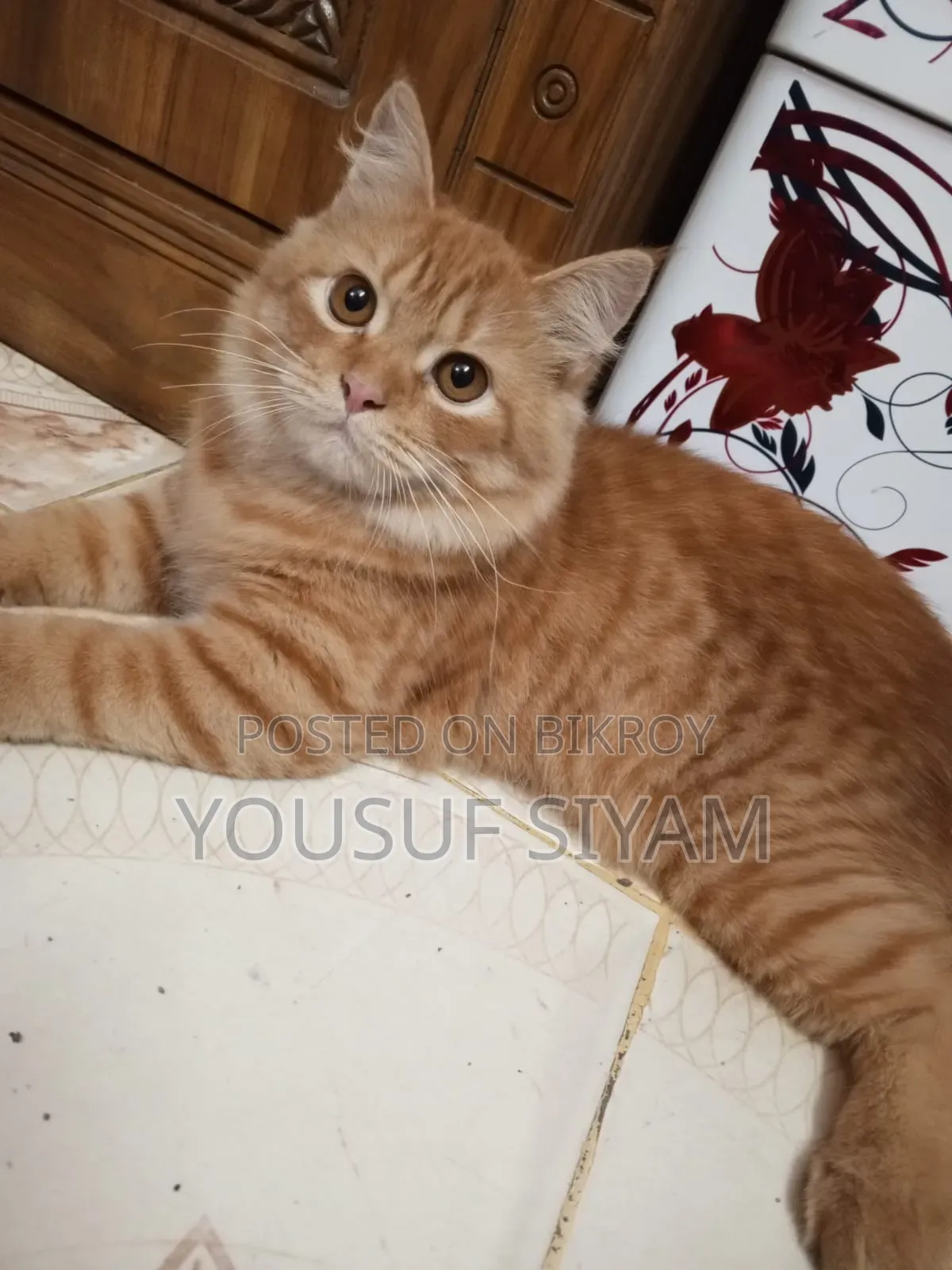 3-6 Months Male Purebred Persian
