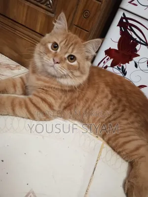 3-6 Months Male Purebred Persian