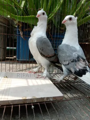 Blue Satin Pigeon