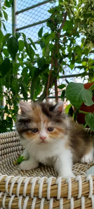 1-3 Months Female Purebred Persian