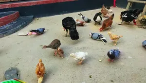 Adult Taki Chicken Ready for Egg Laying