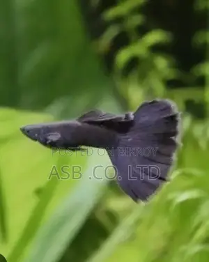 ব্ল্যাক মস্কো
