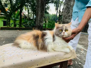 ৬-১২ মাস বয়সী পিওর ব্রেড পার্সিয়ান বিড়াল