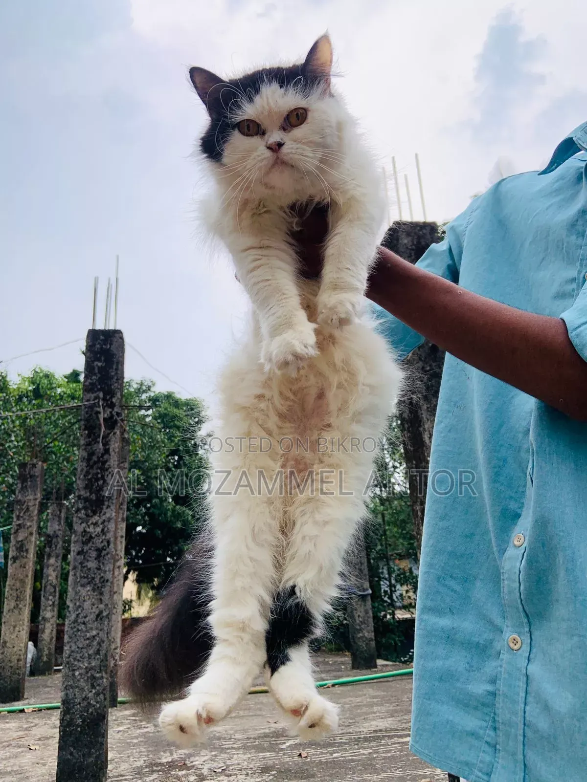 6-12 Months Female Purebred Persian