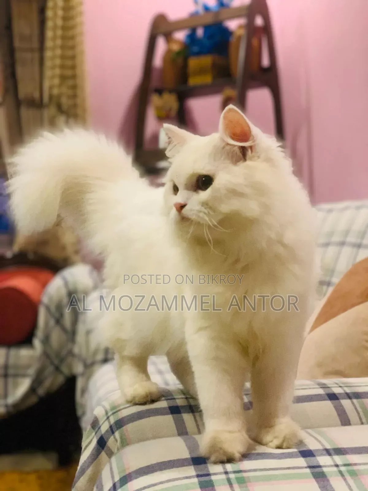 6-12 Months Female Purebred Persian