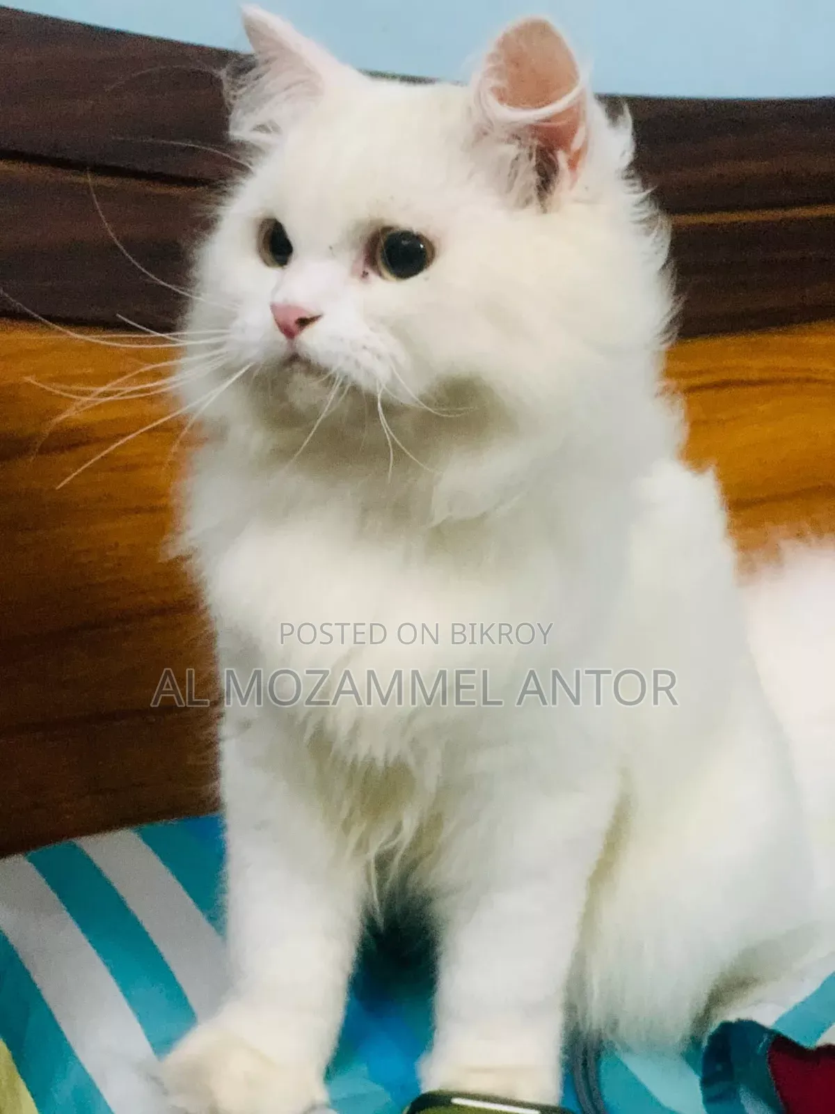 6-12 Months Female Purebred Persian