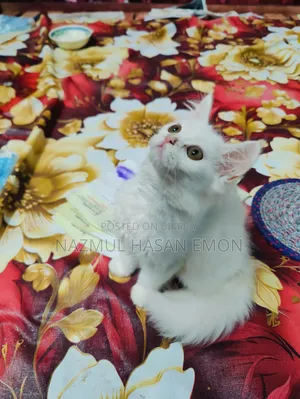 ১-৩ মাস বয়সী পুরুষ পিওরব্রেড পার্সিয়ান বিড়ালছানা