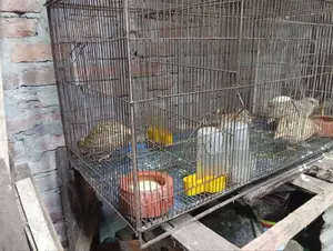 ১৮/৩৬ ৪টি খাঁচা
