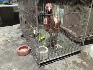 ১৮/৩৬ ৪টি খাঁচা
