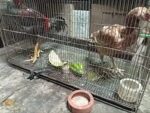 ১৮/৩৬ ৪টি খাঁচা