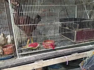১৮/৩৬ ৪টি খাঁচা