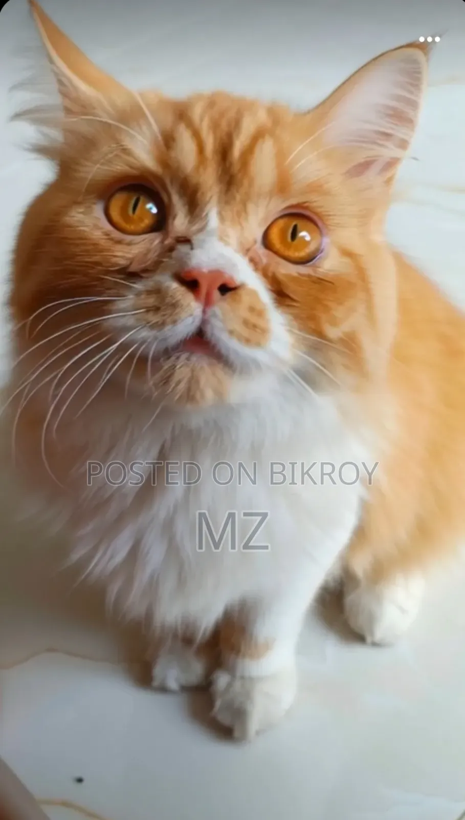 6-12 Months Male Purebred Persian