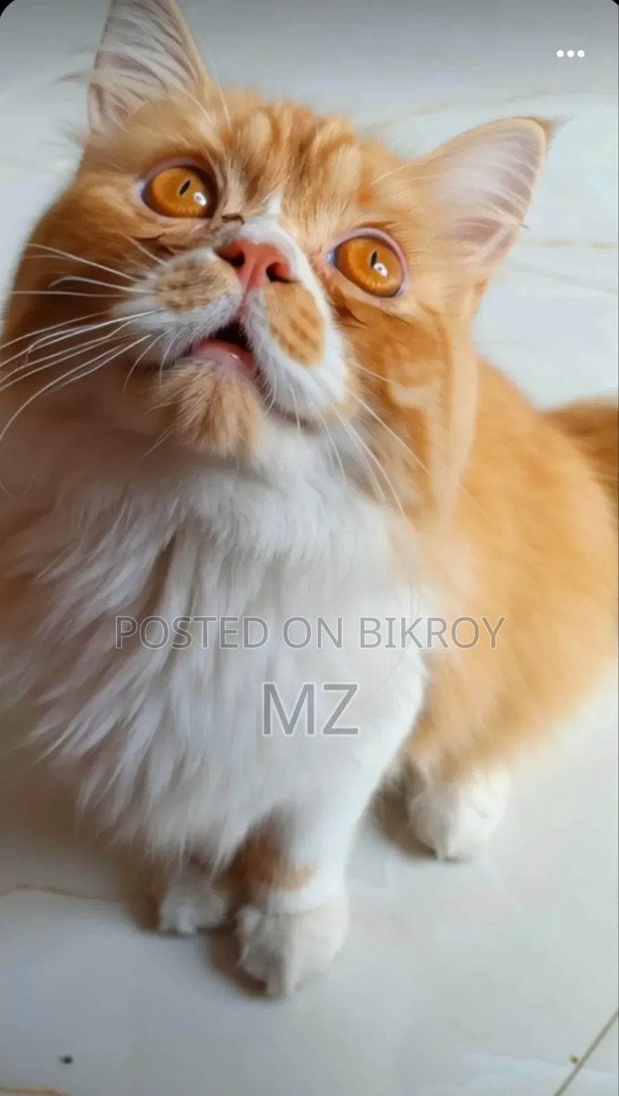 6-12 Months Male Purebred Persian