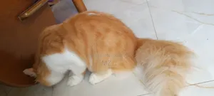 6-12 Months Male Purebred Persian