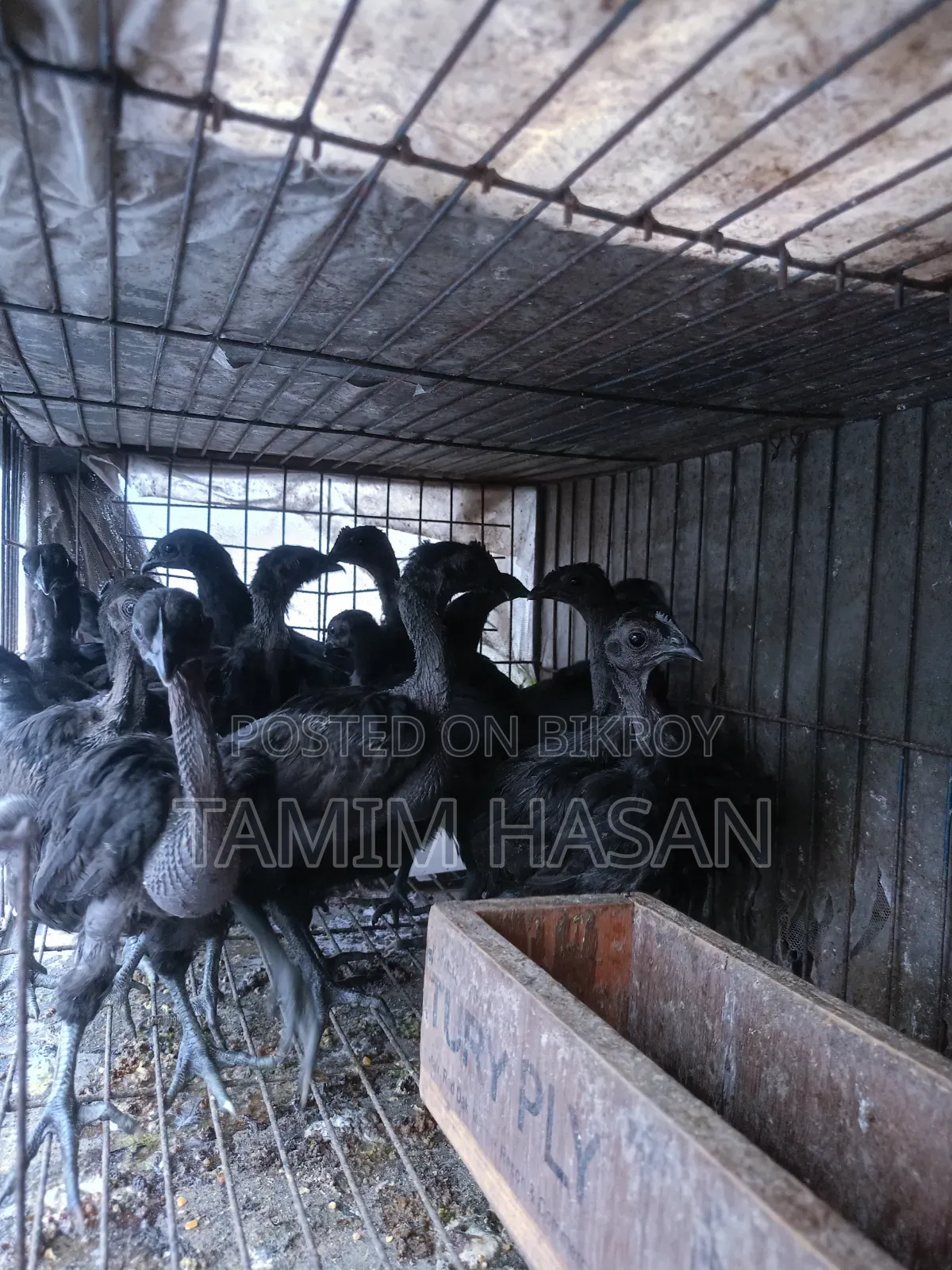 Kadaknath Chicks