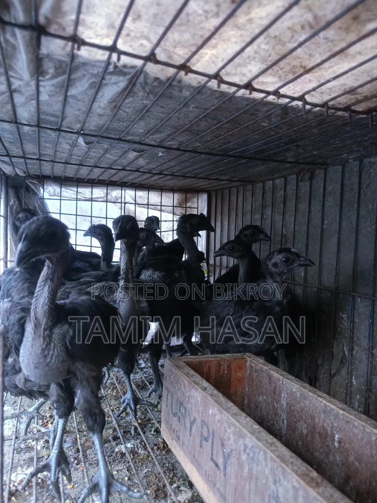 Kadaknath Chicks