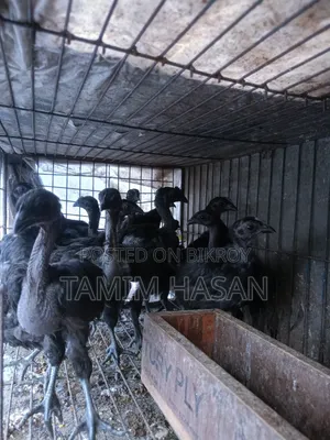 Kadaknath Chicks