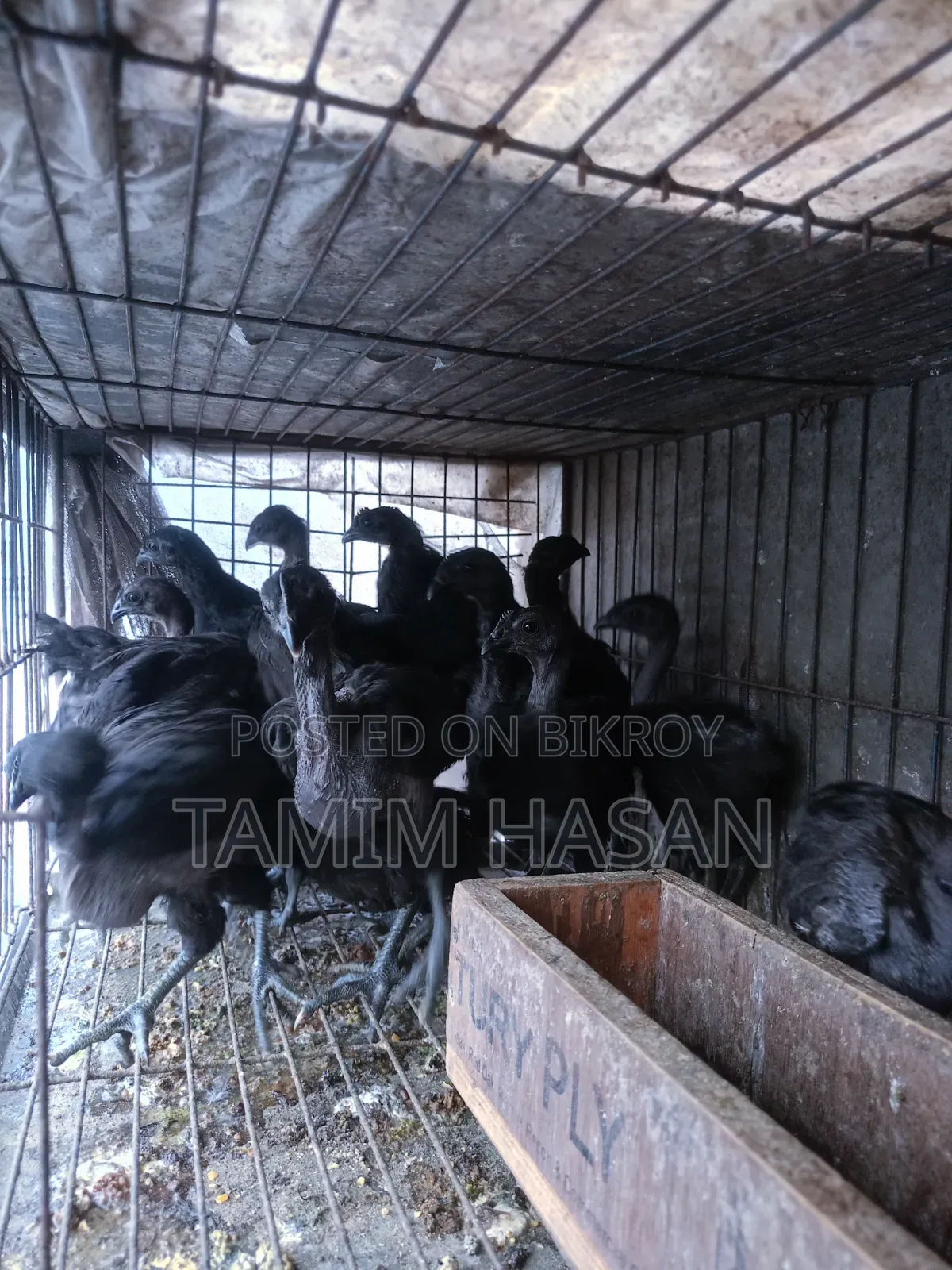 Kadaknath Chicks