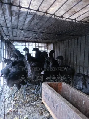 Kadaknath Chicks