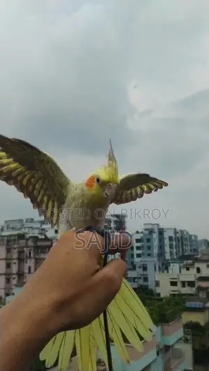চিনা মুন ককাটেল