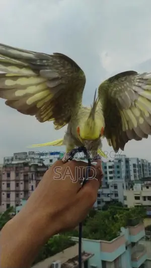 চিনা মুন ককাটেল